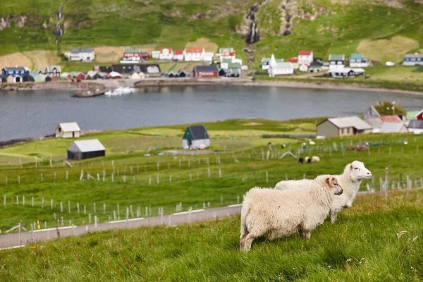 Schafe Weiden Der Küste Der Färöer Inseln Grüne Landschaft Horizontal — Stockfoto