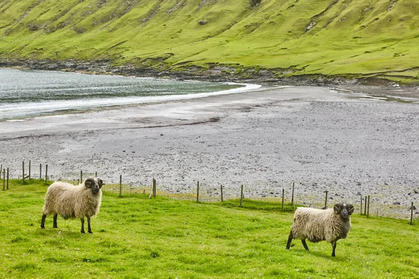 Koyunlar Faroe Adalarının Kıyı Şeridinde Otluyor Yeşil Manzaralı Yatay — Stok fotoğraf