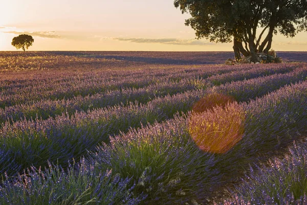 Lavender fields at sunset in Brihuega. Guadalajara, Spain. Agriculture