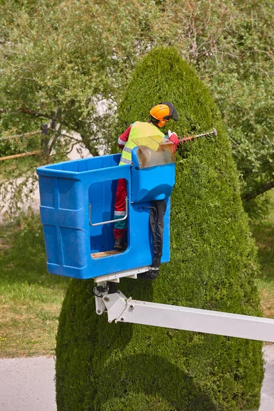 园艺师在起重机上修剪柏树 季节性树木养护 — 图库照片