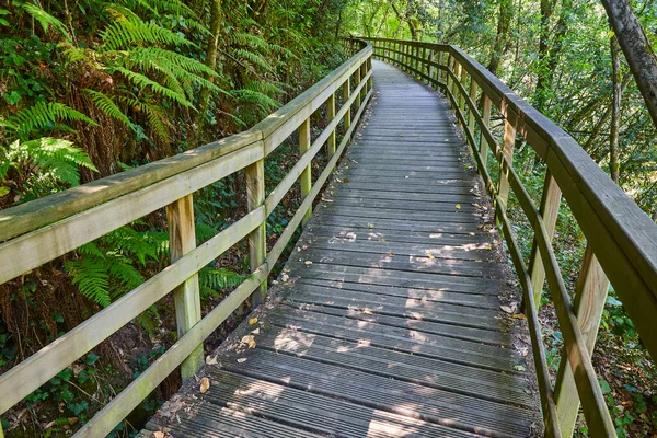 Caminho Madeira Para Floresta Rio Mao Ribeira Sacra Espanha — Fotografia de Stock