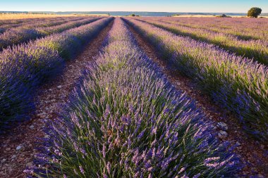 Yazın lavanta tarlaları. Guadalajara, İspanya. Tarım