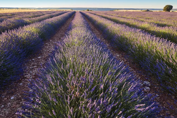 Yazın lavanta tarlaları. Guadalajara, İspanya. Tarım
