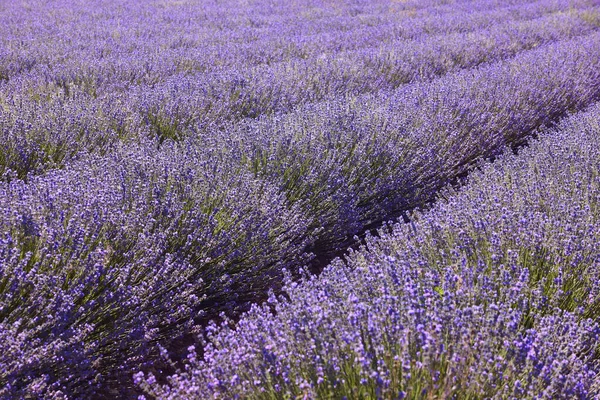 Levandulové Pole Létě Guadalajara Španělsko Zemědělství — Stock fotografie