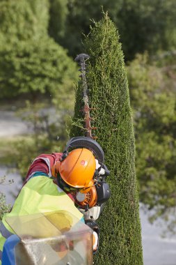 Bahçıvan, vinçte testere ile selvi ağacını buduyor.