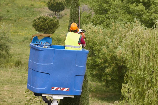 Giardiniere Potatura Cipresso Una Gru Manutenzione Alberi Stagionali — Foto Stock