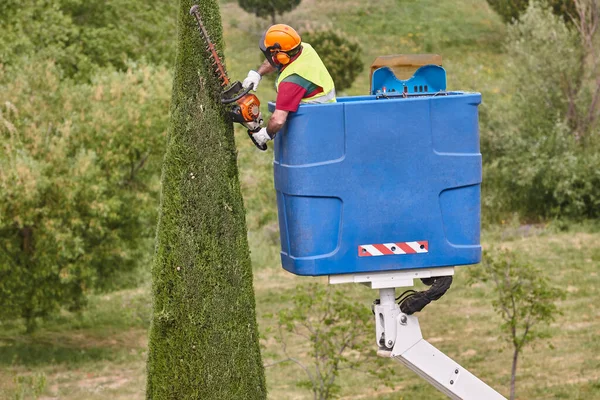 Jardinero Podando Ciprés Con Una Motosierra Una Grúa — Foto de Stock