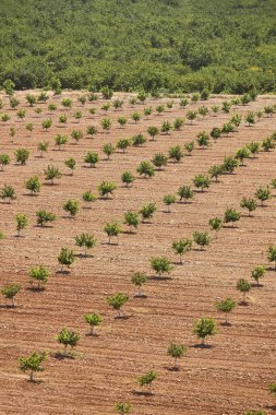 Murcia, İspanya 'da limonlu orchad. Turunçgiller sağlıklı tarım endüstrisi. Dikey