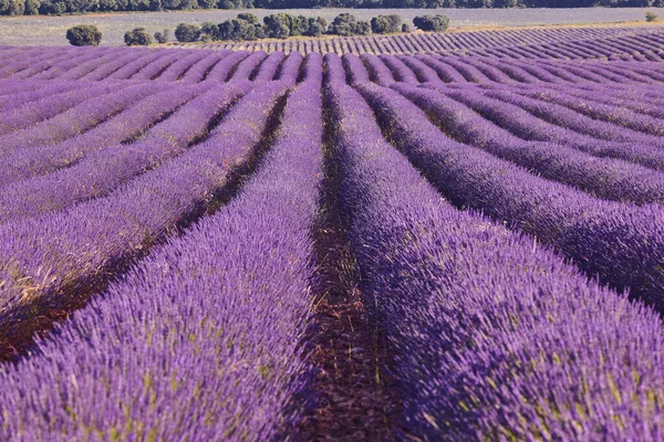 Lavendelvelden Zomer Guadalajara Spanje Landbouw — Stockfoto