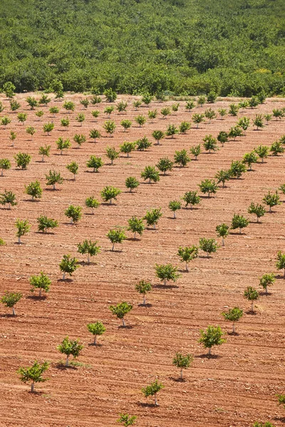 Murcia Spanya Limonlu Orchad Turunçgiller Sağlıklı Tarım Endüstrisi Dikey — Stok fotoğraf