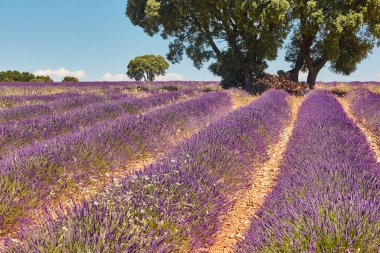 Yazın lavanta tarlaları. Guadalajara, İspanya. Tarım