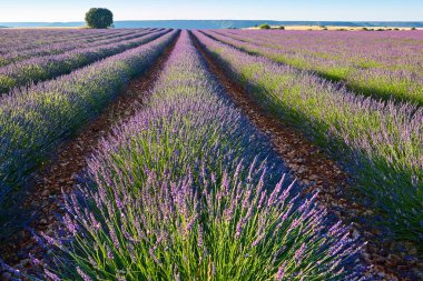 Yazın lavanta tarlaları. Guadalajara, İspanya. Tarım