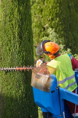 Bahçıvan zincir testere ve vinçle selvi ağacını buduyor.