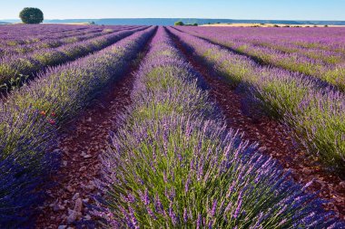 Yazın lavanta tarlaları. Brihuega, Guadalajara. İspanya. Tarım