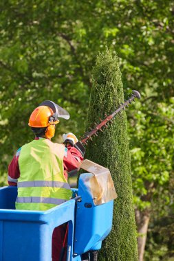 Bahçıvan, vinçte testere ile selvi ağacını buduyor.