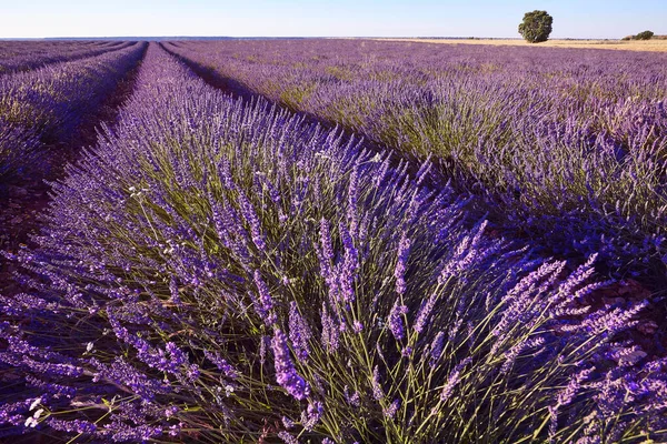 Yazın lavanta tarlaları. Guadalajara, İspanya. Tarım