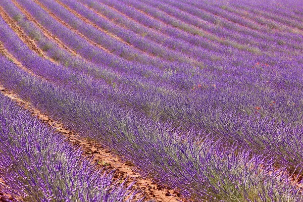 Campos Lavanda Verano Guadalajara España Agricultura —  Fotos de Stock