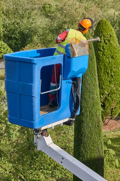 Jardinero Podando Ciprés Con Una Motosierra Una Grúa — Foto de Stock