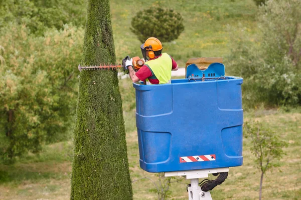 Gärtner Schneidet Eine Zypresse Mit Der Kettensäge Einem Kran — Stockfoto