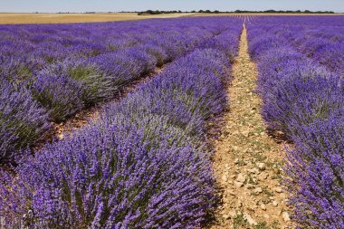Yazın lavanta tarlaları. Guadalajara, İspanya. Tarım