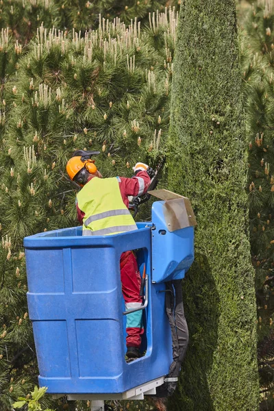 Bahçıvan, vinçte testere ile selvi ağacını buduyor.