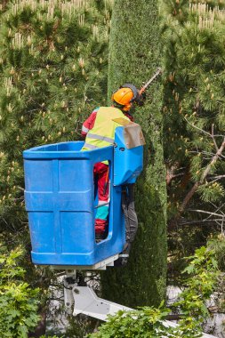 Bahçıvan, vinçte testere ile selvi ağacını buduyor.