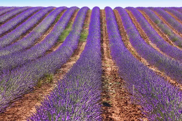 Lavendelvelden Zomer Guadalajara Spanje Landbouw — Stockfoto