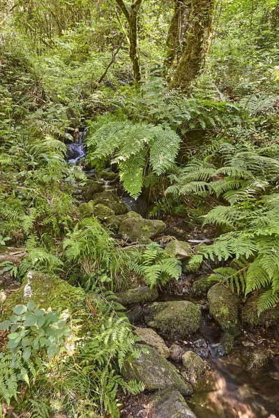 Bosque Verde Con Arroyo Fraga Eume Galicia España — Foto de Stock