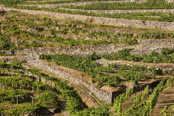 Ribeira Sacra Terrace Vineyards Ourense Galicia Spain — Stock Photo, Image
