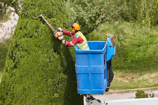 Jardinier Taille Cyprès Sur Une Grue Entretien Saisonnier Des Arbres — Photo