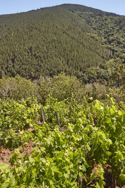 ウレンセのリベイラ サクラ テラスのブドウ畑 スペインのガリシア — ストック写真