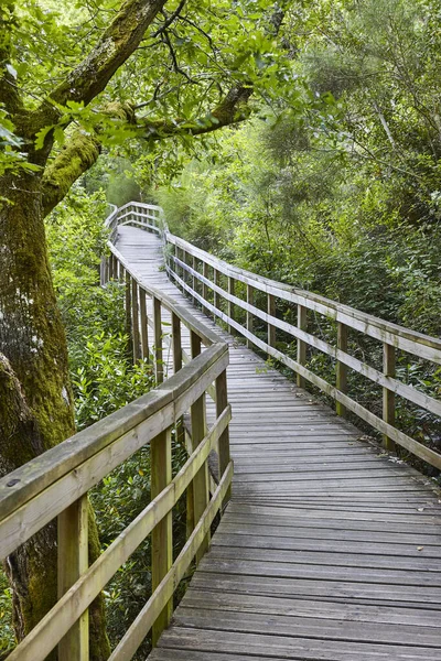 Caminho Madeira Para Floresta Rio Mao Ribeira Sacra Espanha — Fotografia de Stock