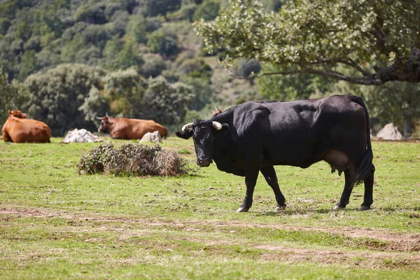 Vacas Pastando Campo Día Soleado Agricultura —  Fotos de Stock