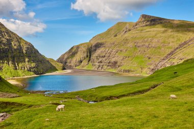 Faroe adalarında ahşap evleri olan yeşil manzaralı. Saksun.
