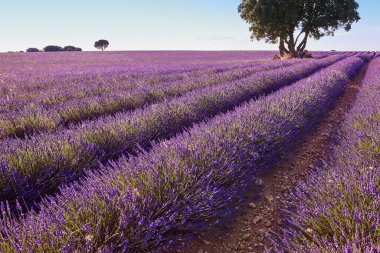 Yazın lavanta tarlaları. Guadalajara kırsal bölgesi, İspanya. Tarım