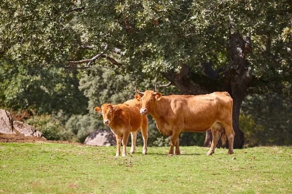 Vaca Bezerro Pastar Campo Pastagem Agricultura — Fotografia de Stock