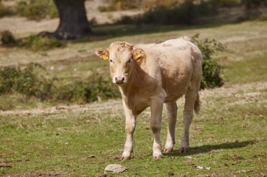 Buzağı kırsalda otluyor. Çimenlik. Tarım