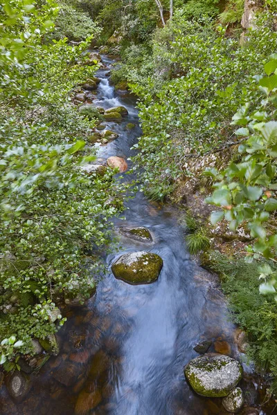 Groene Atlantische Bossen Ribeira Sacra Mao Rivier Galicië Spanje — Stockfoto