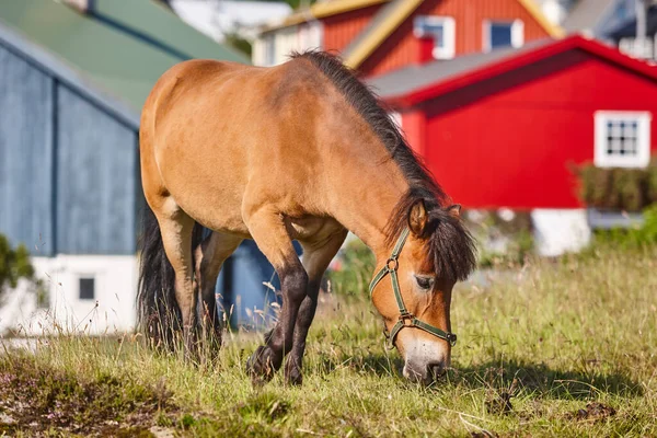 Koně Faerských Ostrovech Obklopeni Barevnými Malebnými Domky Outdoor — Stock fotografie