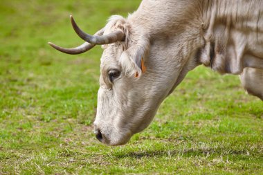 Güneşli bir günde kırsalda inek otluyor. Tarım