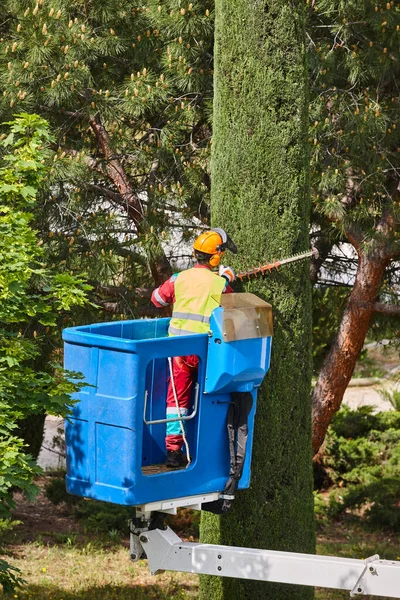 Giardiniere Potatura Cipresso Una Gru Manutenzione Alberi Stagionali — Foto Stock