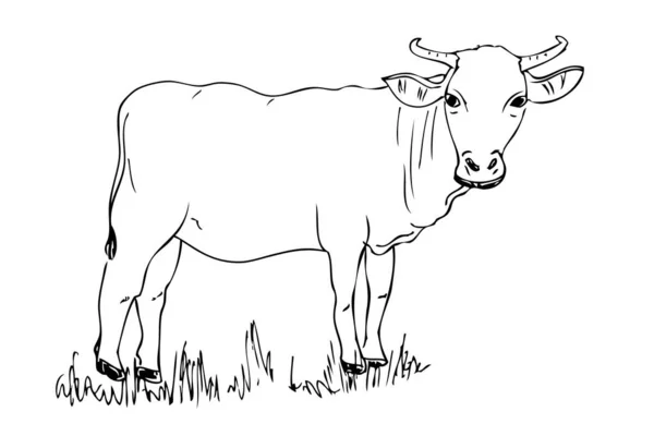 Vector Manual Draw Sketch Cow Allowed Slaughted Idul Adha — Stock Vector