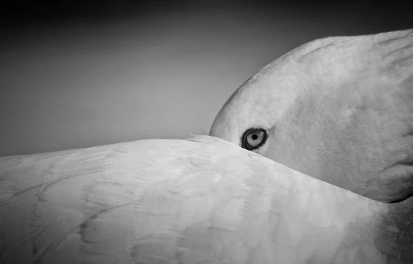Gęś Niezawodnie Oglądania Ukrywa Się Jego Skrzydła Czerni Bieli — Zdjęcie stockowe