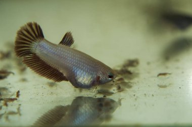 Bebek Siyam mücadele balık Betta Splendens donmuş bebek Brine karides ile akvaryum besleme