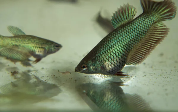 Alimentation Bébé Combat Poissons Betta Éclaire Les Poissons Dans Aquarium — Photo