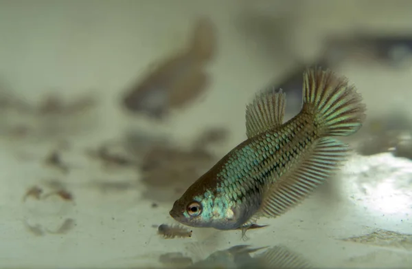 Feeding Baby Siamese Fighting Fish Aquarium Frozen Baby Brine Shrimp — Stock Photo, Image