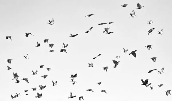 Lot of flying birds isolated on white.
