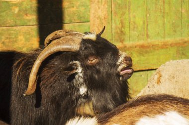 Keçi, kadın Capra aegagrus hircus portre, baş kadar yakın.