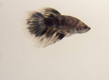 Siyam balığı mermer mücadele siyah gri Halfmoon Betta Splendens beyaz. Vahşi doğada, onlar sadece heyecanlı zaman güçlü renkler sergi.
