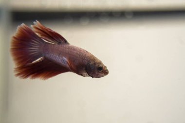 Siyam mücadele balık kırmızı pembe Halfmoon Betta Splendens. Vahşi doğada, betta spar için sadece birkaç dakika önce bir balık yedekler.